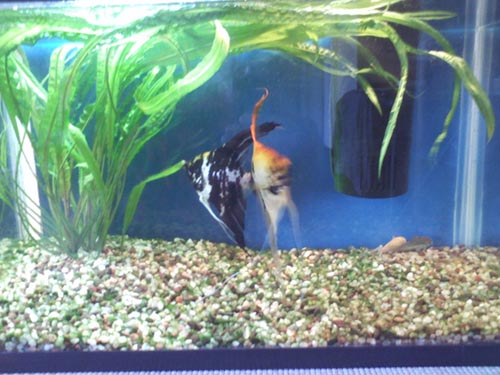 After using AquaBed aquarium plant soil, the aquarium plants have tripled in size.