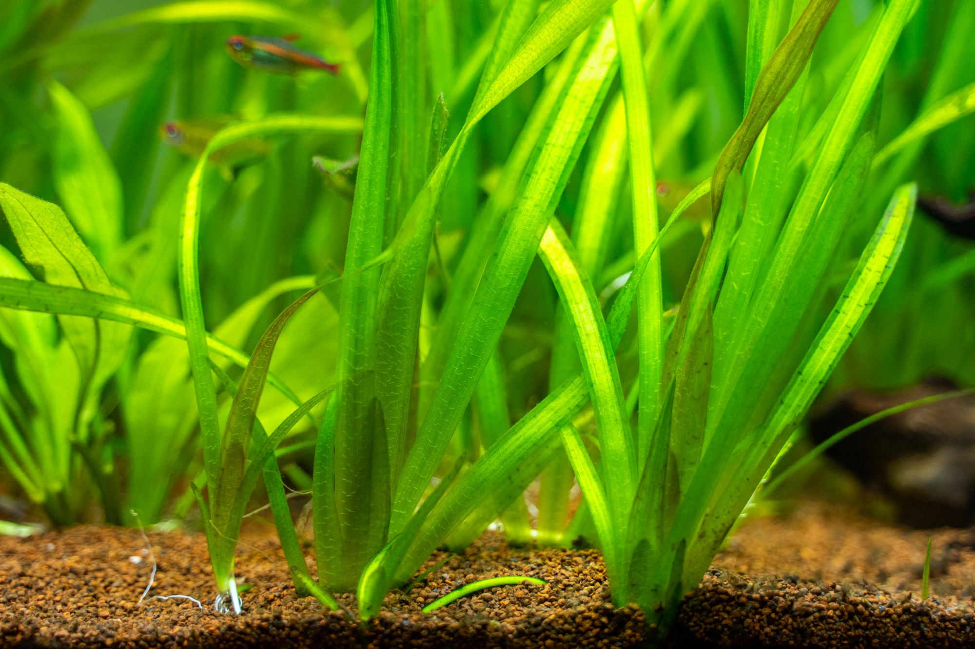 Vallisneria aquarium plant aquabed