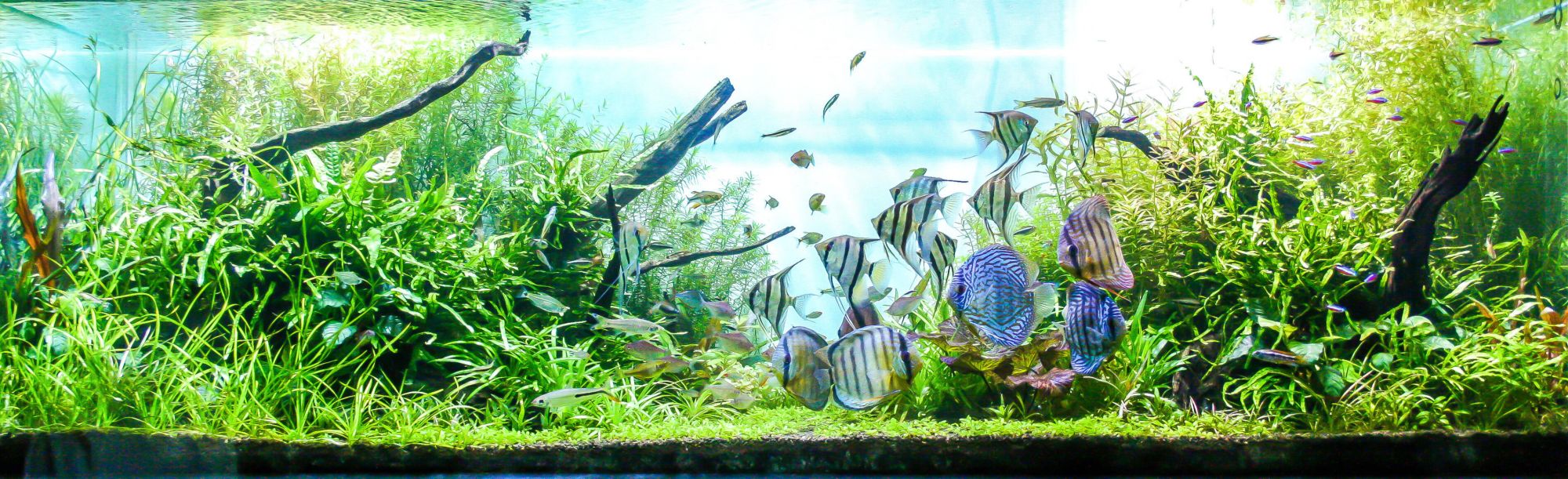 aquarium fish tank aquabed